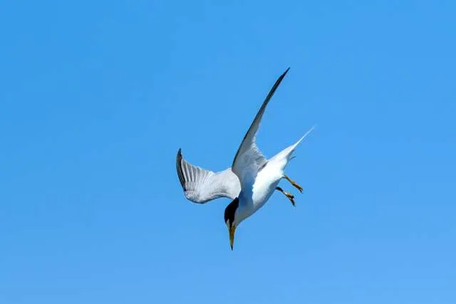 Small tern in flight.