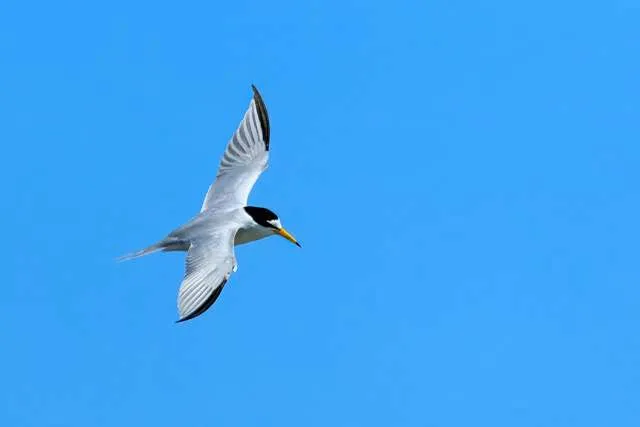 Small tern in flight.