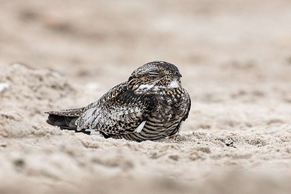 Owl like bird sitting on sand. It is largely gray with lots of patterns.