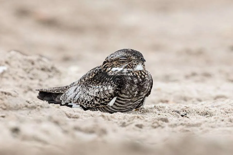 Owl like bird sitting on sand. It is largely gray with lots of patterns.