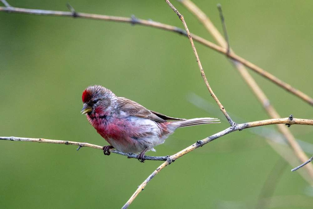 Common Redpoll singing from a small branch