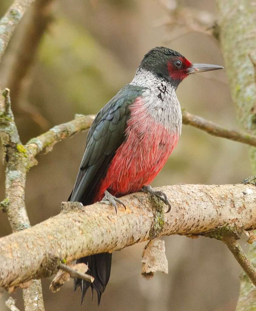 Lewis's Woodpecker sitting on a branch