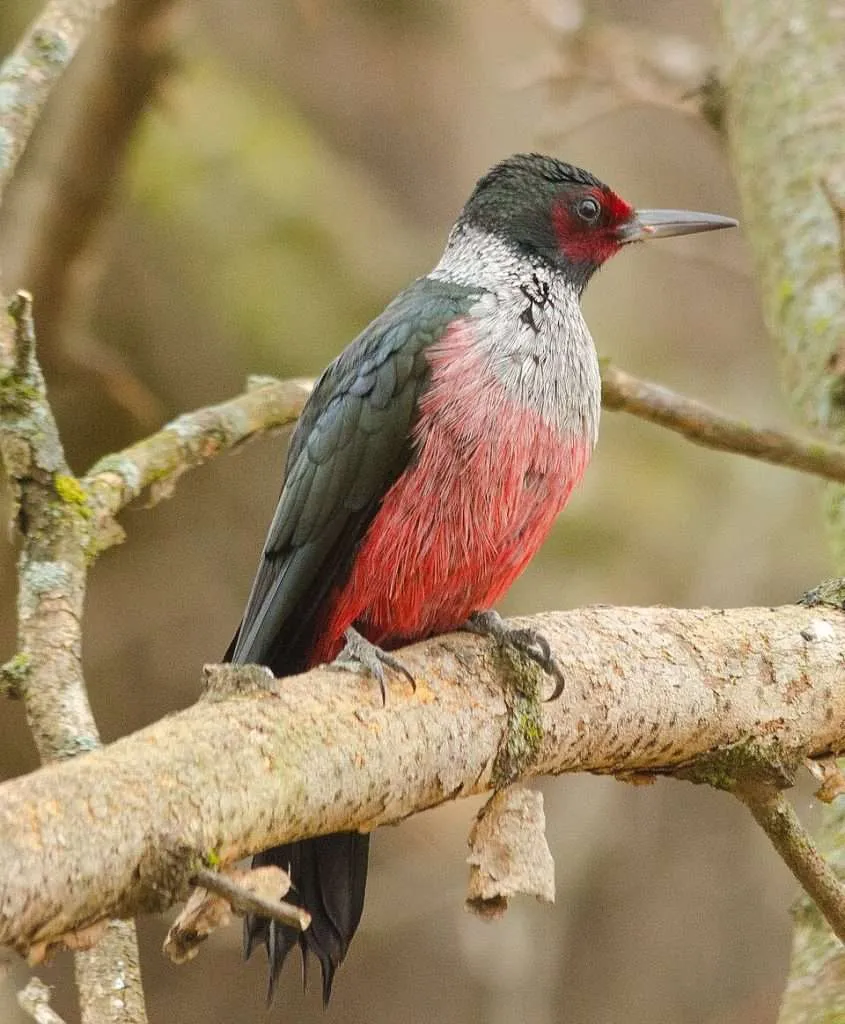 Lewis's Woodpecker sitting on a branch