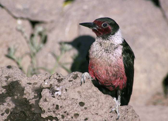 Lewis's Woodpecker sitting on a rock