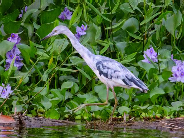 Small heron with white and blue splotched plumage. It is wading in water and plants.