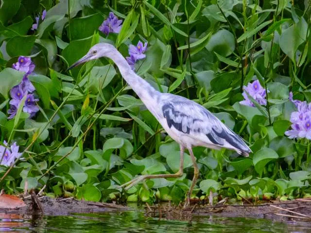 Small heron with white and blue splotched plumage. It is wading in water and plants.