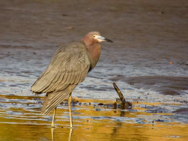 Small heron with grey body and reddish neck and head.