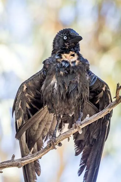 Large glossy black crow with big bill.