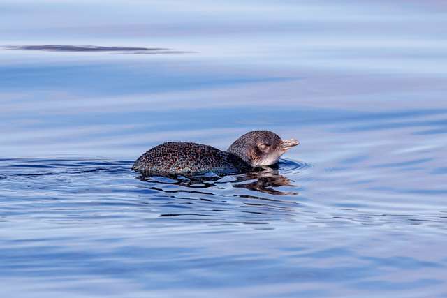 Small penguin with blue coloring in the water.