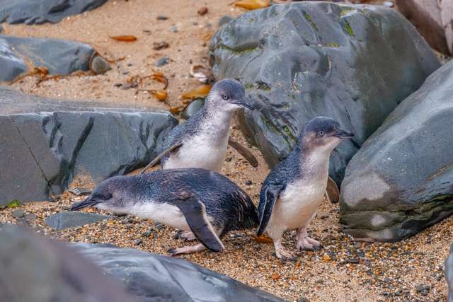 Very small blue penguins. They have white underparts.