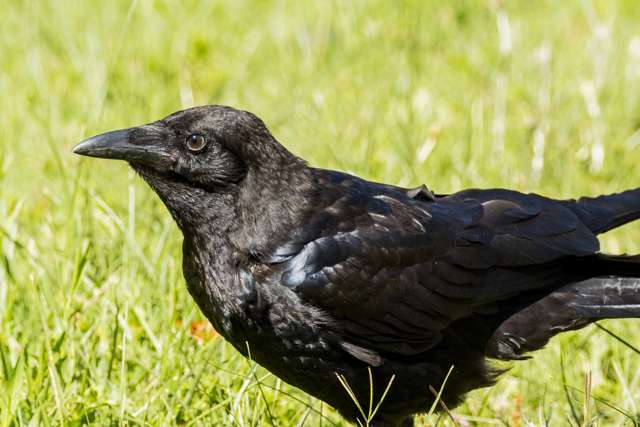 Young dark and sleek raven in a field.