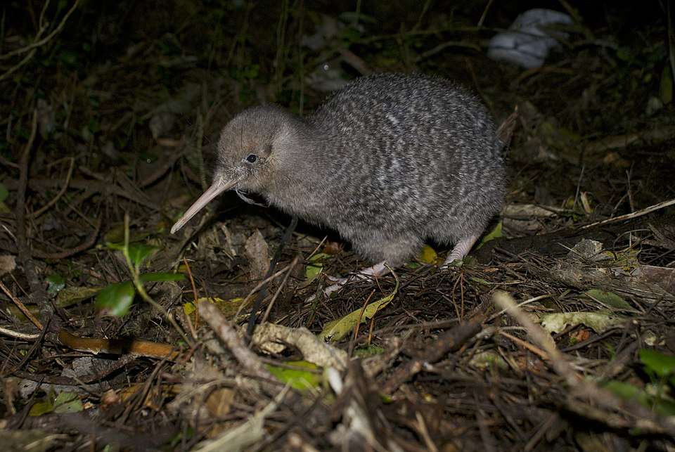 Small flightless bird with brown plumage and long bill.