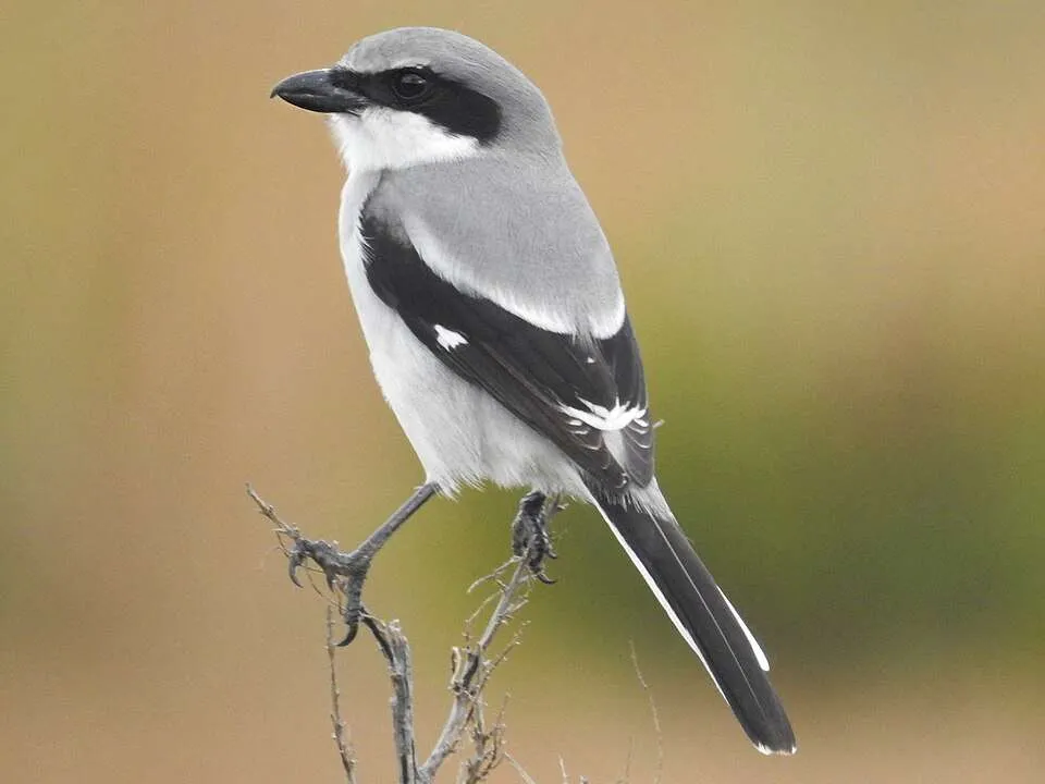 Small pale grey bird with black cap and large overhanging bill.