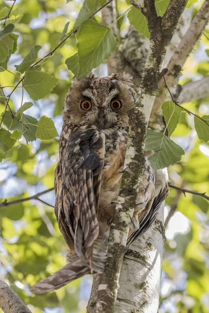 Long-eared Owl looking down from a tree