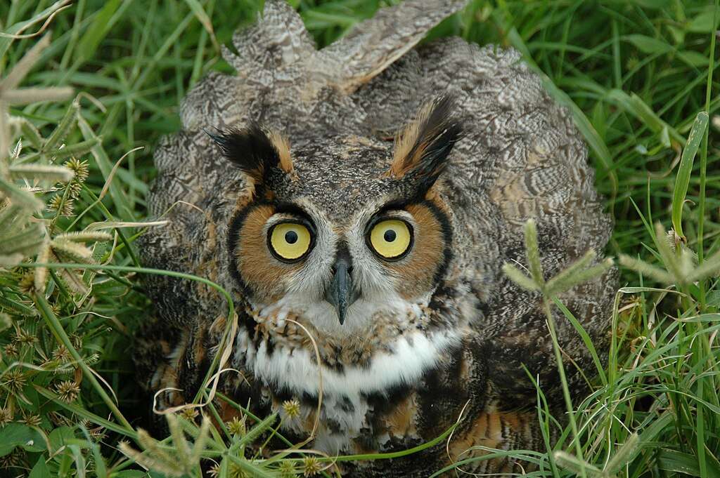 Long-eared Owl crouched in grass