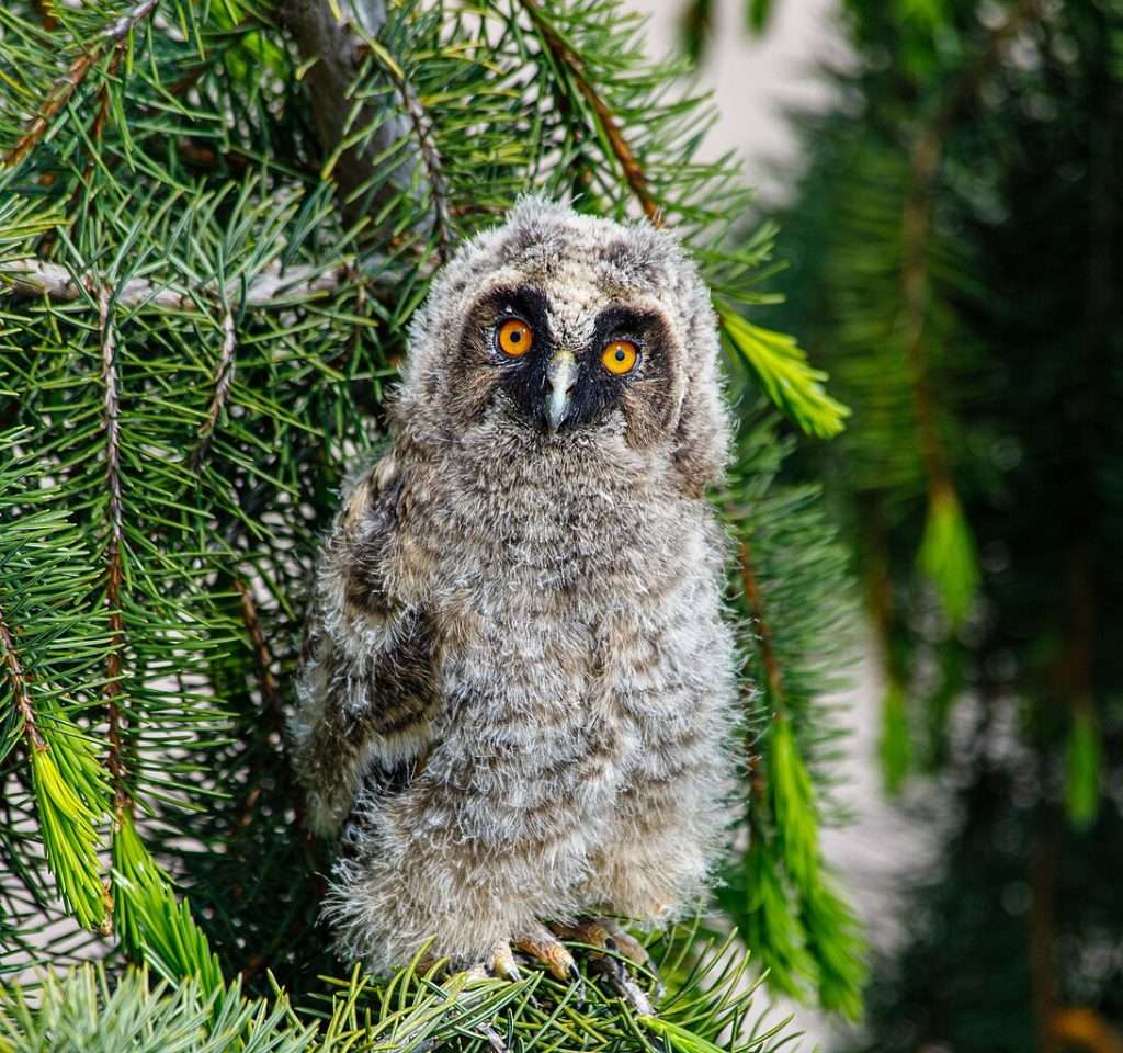 Long-eared Owl chick in fir tree
