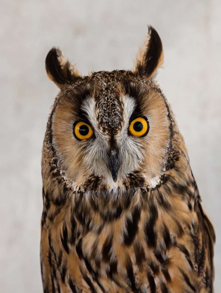 Long-eared Owl close up of head