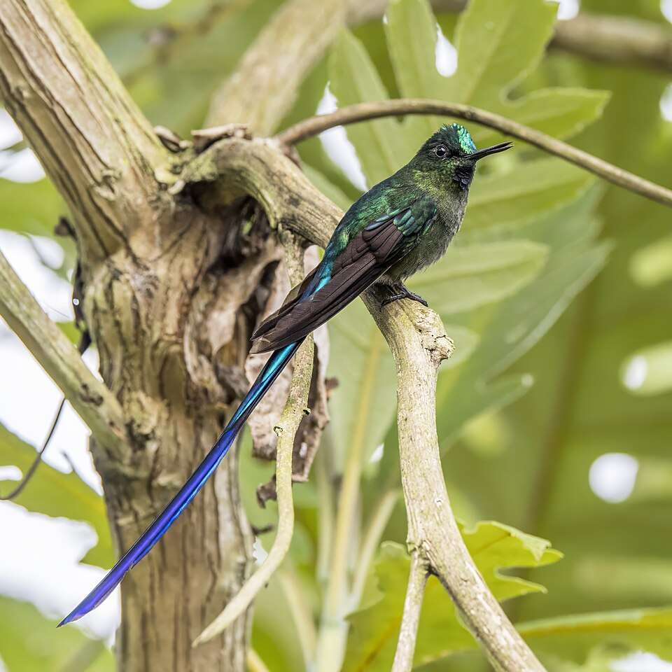 A green hummingbird has a vivid green crest and a long purple tail.