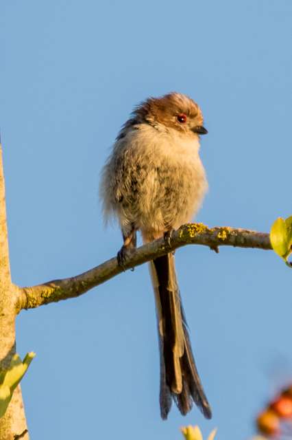 Small very round bird with gray and black coloring and very long tail.