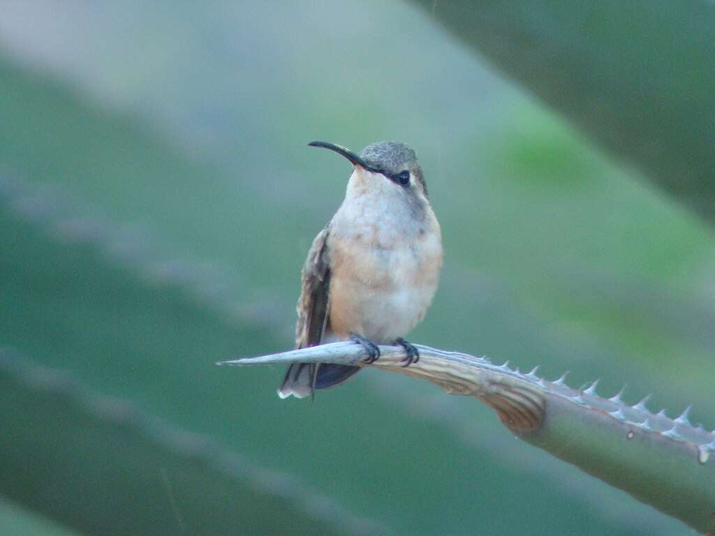 Female Lucifer Hummingbird on a prickly leaf