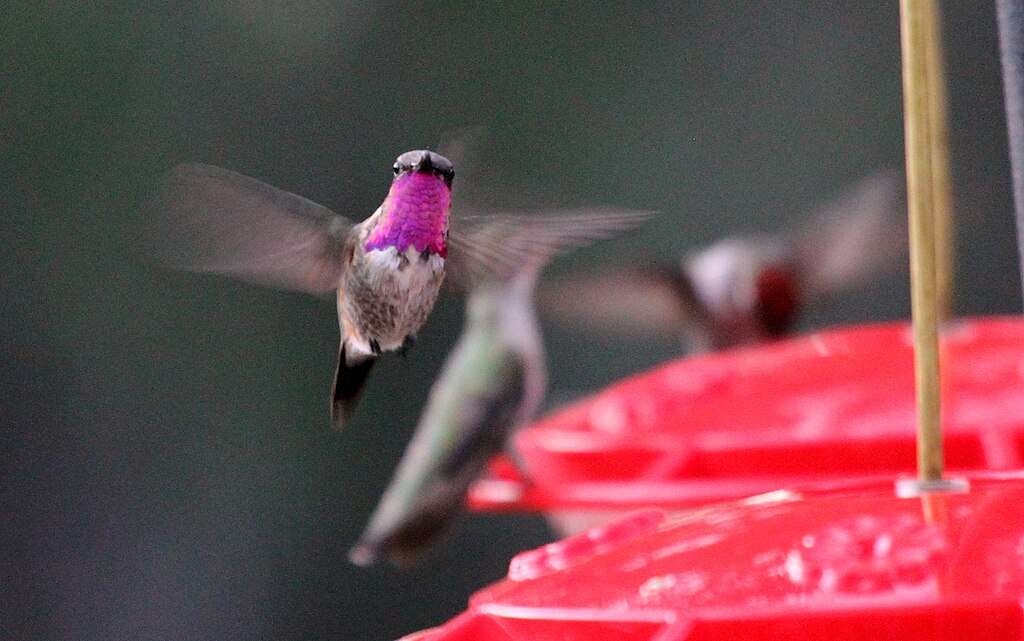 Lucifer Hummingbird approaching a feeder