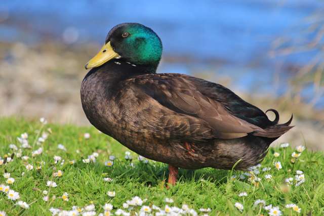 Male duck with shining green head.