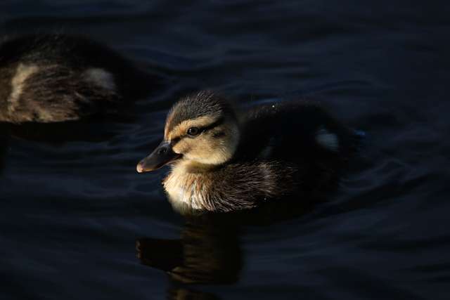 Small duckling with brown and gold plumage.