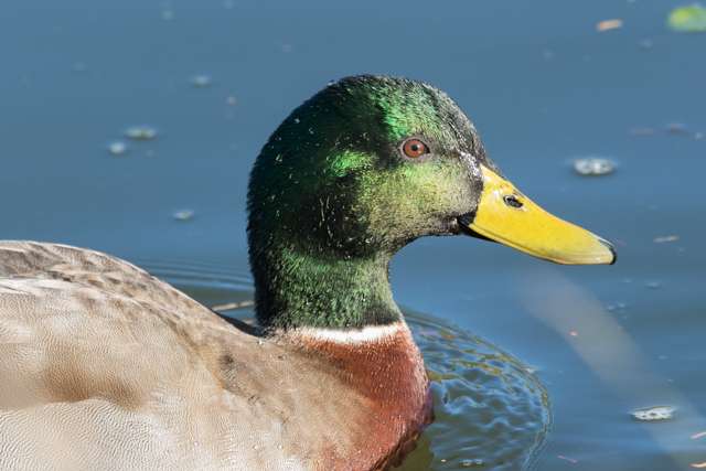 Male duck with shining green head.