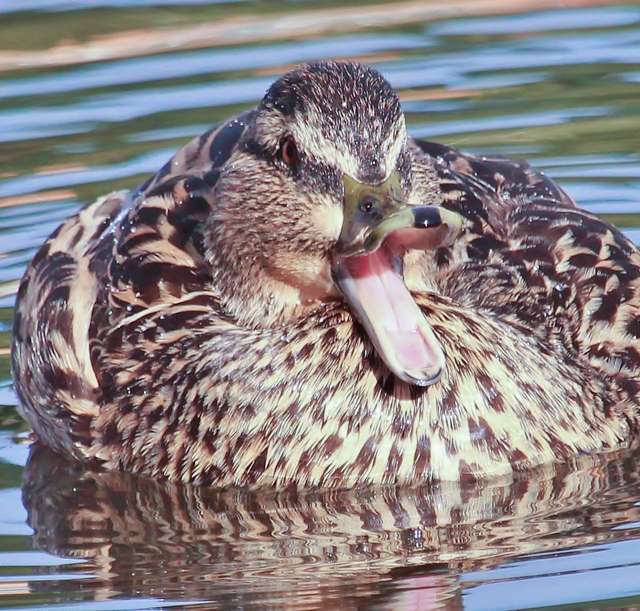 Medium sized duck with brown feathers.