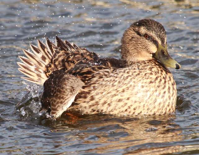 Medium sized duck with brown feathers.
