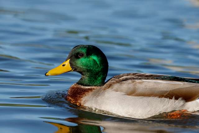 Male duck with shining green head.