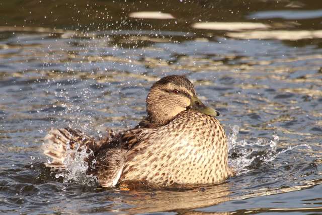 Medium sized duck with brown feathers.