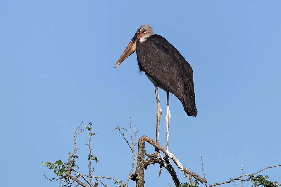Large dark stork with huge, bald bill. It has excreted down its legs.