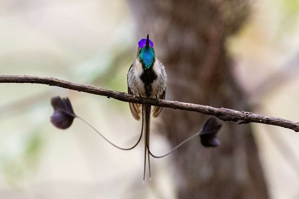 A pale hummingbird has a black streak down the breast, a bright blue throat, pink crest and 2 long streamers.