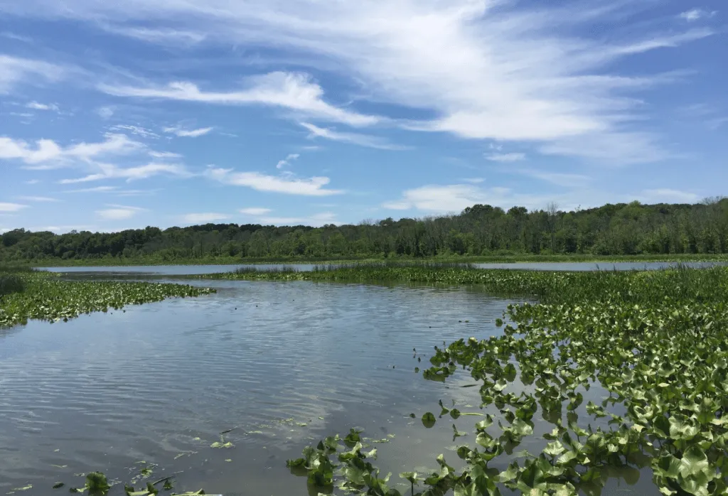 Maryland Jug Bay Wetlands Scene
