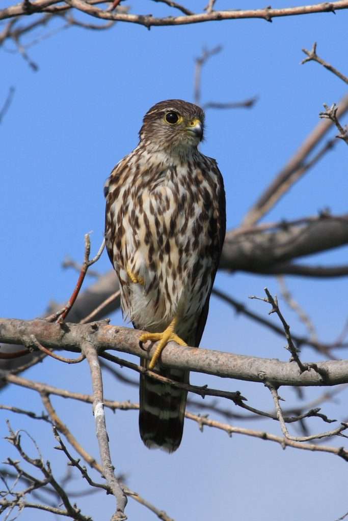 Merlin sitting in trees