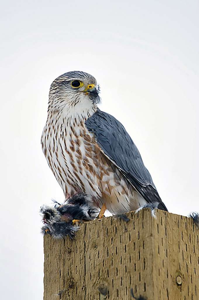 Merlin sitting on a fence post with a kill