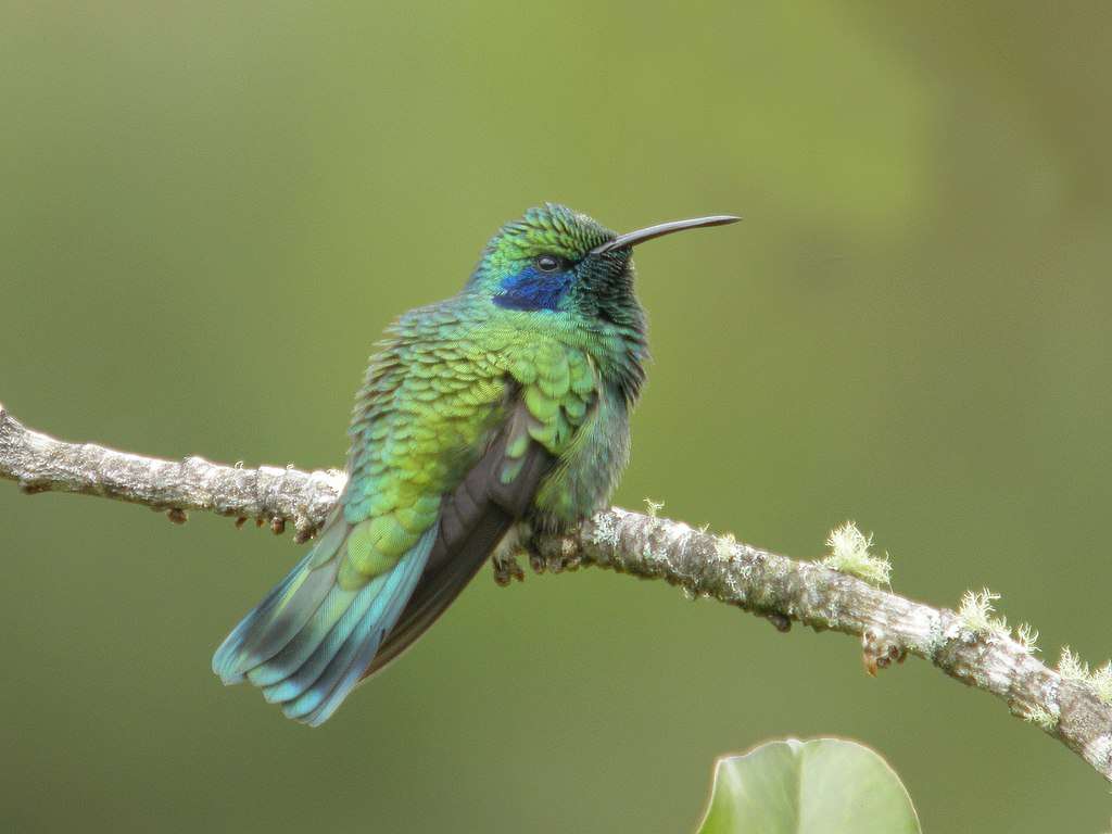 Mexican Violetear sitting on a stick