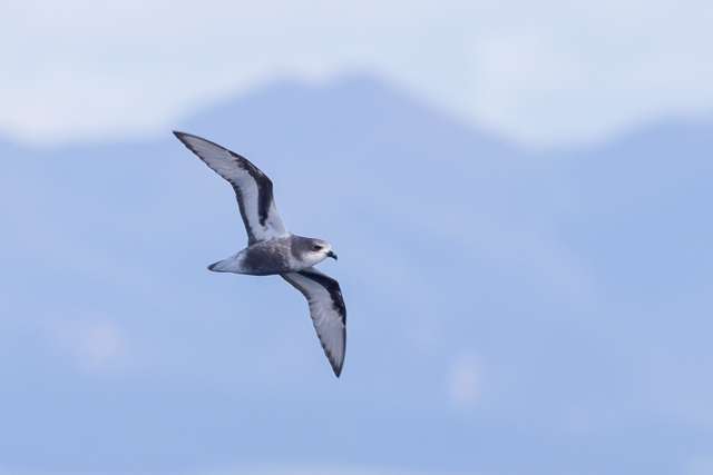 Dark grey and white petrel in flight.