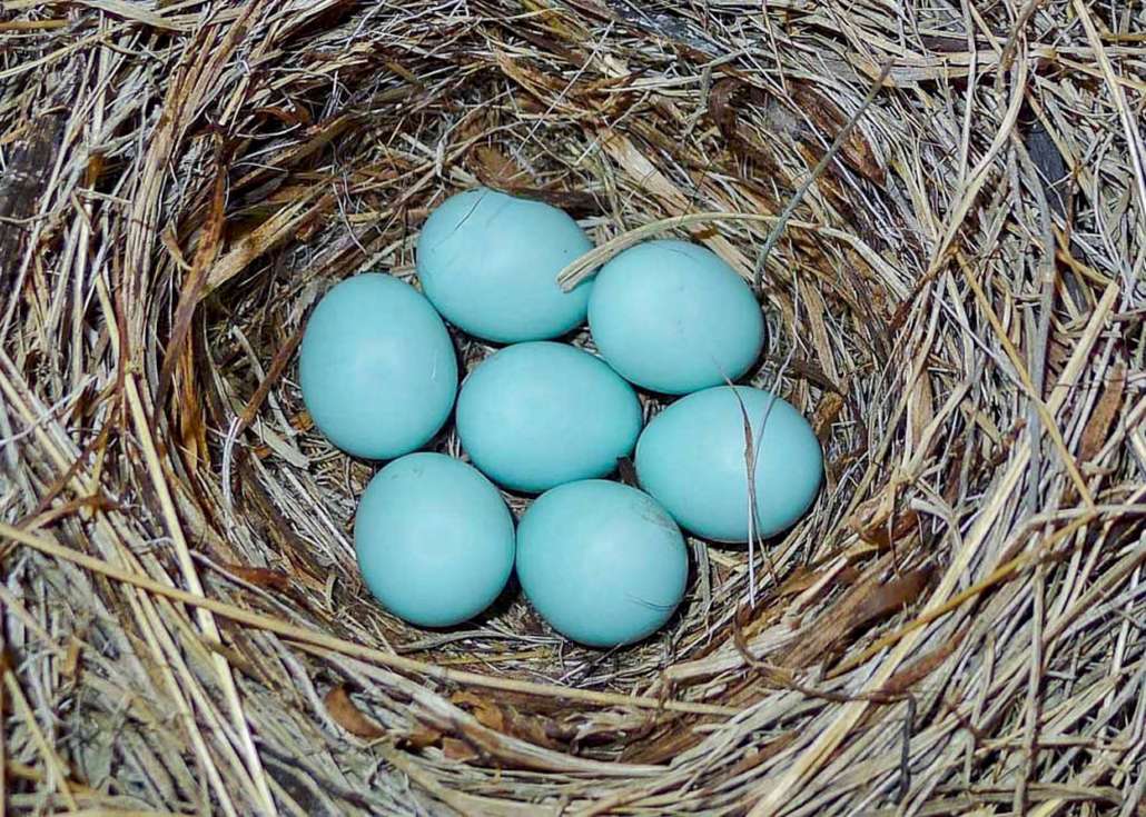 A nest contains several blue plain eggs.