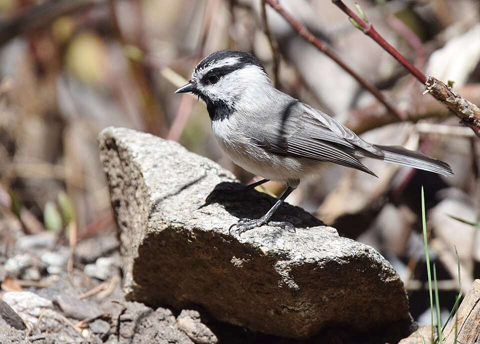 Very small grey and white bird with a black cap, black stripe through the eye and black chin.