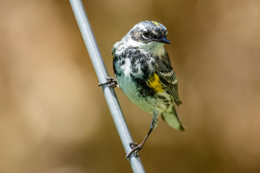 Mrytle Warbler standing on a wire
