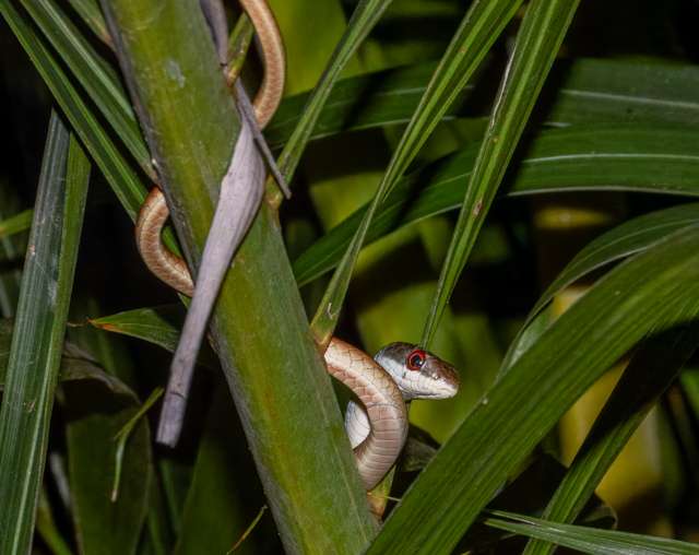 Brown snake with pale underparts looking out of foliage.