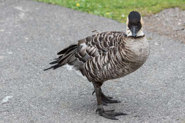 Dark goose with a black head and yellow cheeks.