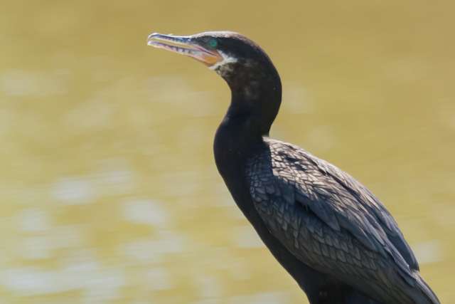 Large dark waterbirds with a grey and yellow bill and bright turquoise eye.