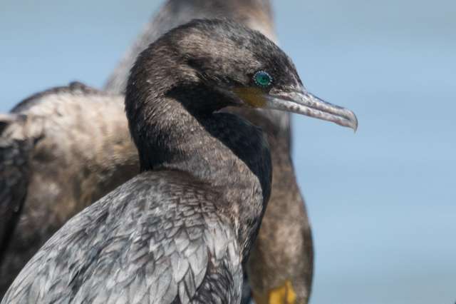 Large dark waterbirds with a grey and yellow bill and bright turquoise eye.
