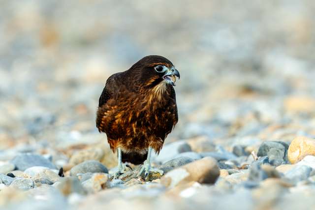 Dark brown bird of prey with blue eye ring. It is standing on stones.