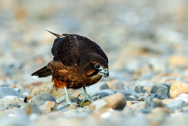 Dark brown bird of prey with blue eye ring. It is standing on stones.