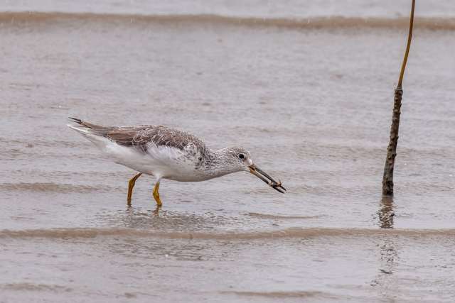 Stocky shorebird with gray coloring and white underparts. It has yellow legs and has a crab in its bill.