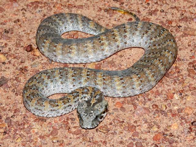 Grey snake with yellow markings curled up on the ground